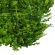 Painel Verde Samambaia Jardin Vertical 40x60 Artificial
