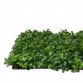 Painel Verde Buchinho Jardin Vertical 40x60 Artificial