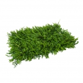 Painel Verde Samambaia Jardin Vertical 40x60 Artificial