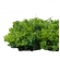 Painel Verde Silvestre Jardin Vertical 40x60 Artificial